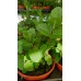 Разсад Джоджен Mentha spicata