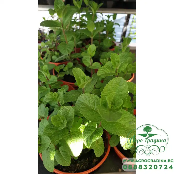 Разсад Джоджен Mentha spicata Разсад Джоджен Mentha spicata