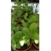 Разсад Джоджен Mentha spicata