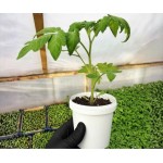 Разсад Домати Розалукс - 10 корена