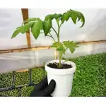 Разсад Домати Розамакс - 10 корена