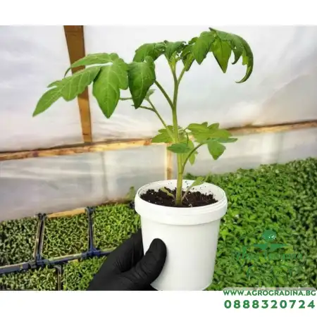 Разсад Домати Розамакс - 10 корена