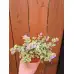 Разсад Глехома Вариегата Glechoma hederacea Variegata