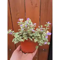 Разсад Глехома Вариегата / Glechoma hederacea Variegata