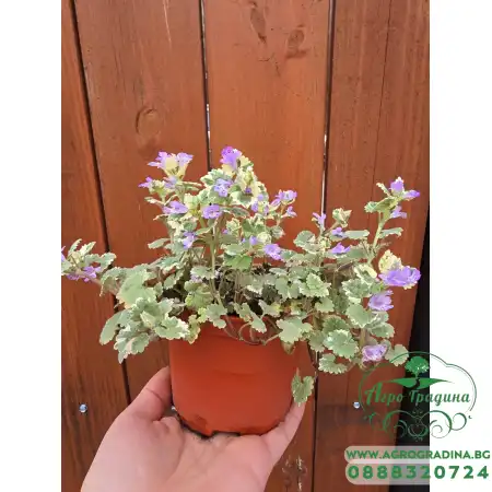 Разсад Глехома Вариегата Glechoma hederacea Variegata
