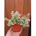 Разсад Глехома Вариегата Glechoma hederacea Variegata