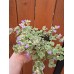 Разсад Глехома Вариегата / Glechoma hederacea Variegata