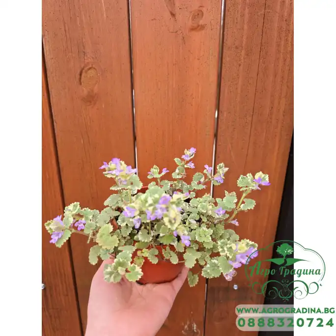 Разсад Глехома Вариегата Glechoma hederacea Variegata Разсад Глехома Вариегата Glechoma hederacea Variegata