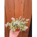Разсад Глехома Вариегата Glechoma hederacea Variegata Разсад Глехома Вариегата Glechoma hederacea Variegata