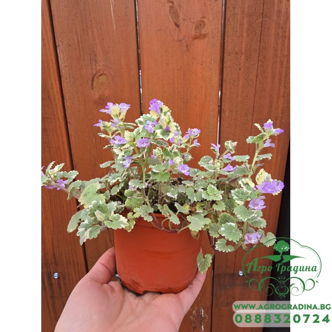Разсад Глехома Вариегата Glechoma hederacea Variegata