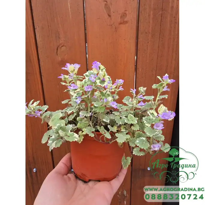 Разсад Глехома Вариегата Glechoma hederacea Variegata Разсад Глехома Вариегата Glechoma hederacea Variegata
