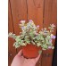 Разсад Глехома Вариегата Glechoma hederacea Variegata