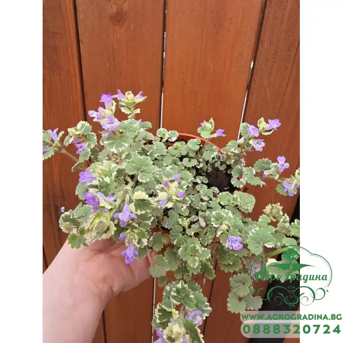 Разсад Глехома Вариегата Glechoma hederacea Variegata Разсад Глехома Вариегата Glechoma hederacea Variegata