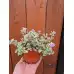 Разсад Глехома Вариегата Glechoma hederacea Variegata