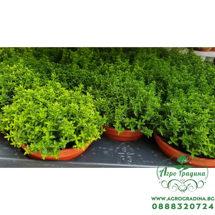 Разсад от Хебе Разсад от Хебе