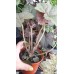 Разсад Хойхера - в саксия 10,5см