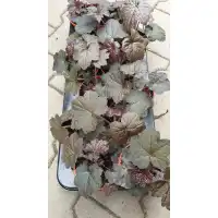 Разсад Хойхера - в саксия 10,5см