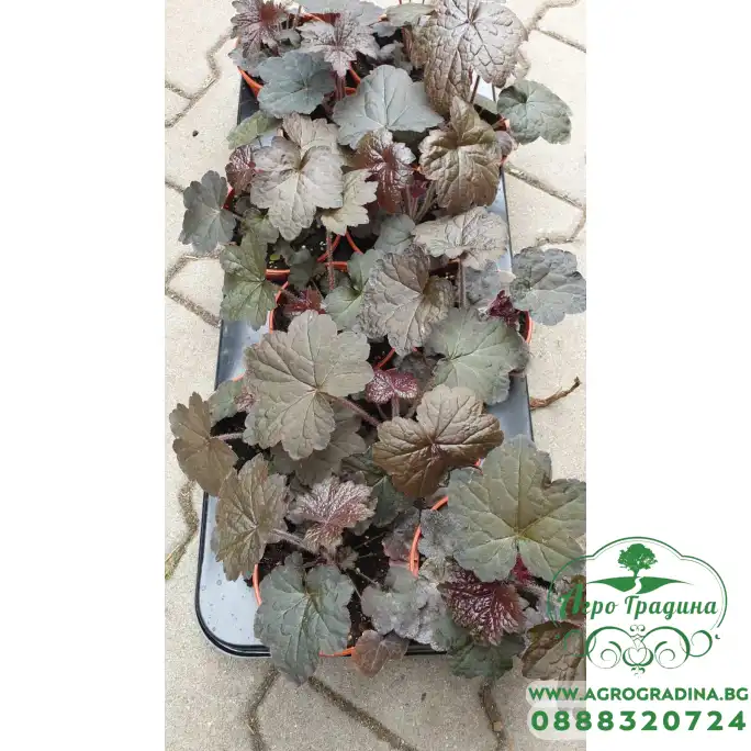 Разсад Хойхера - в саксия 10,5см