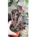 Разсад Хойхера - в саксия 10,5см