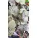 Разсад Хойхера - в саксия 10,5см