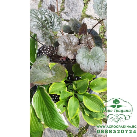 Комплект Разсад - 1 брой Хойхиера и 2 броя Хости