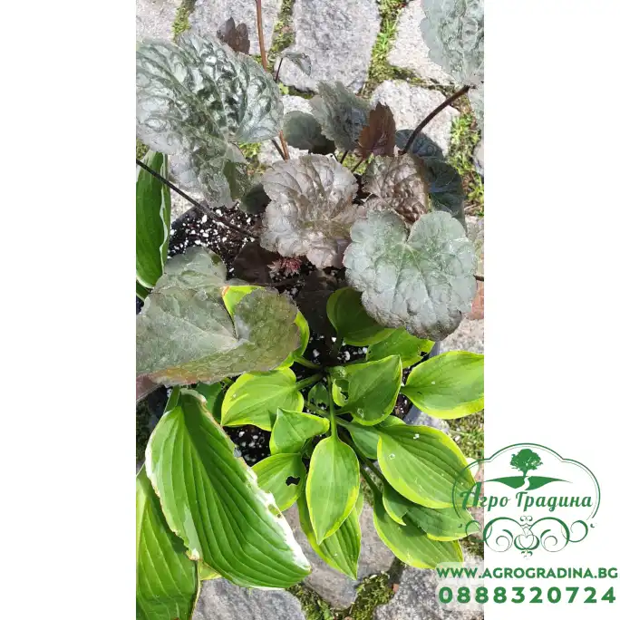 Комплект Разсад - 1 брой Хойхиера и 2 броя Хости Комплект Разсад - 1 брой Хойхиера и 2 броя Хости