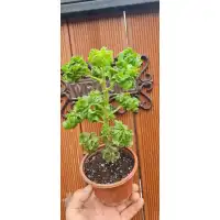 Разсад Индрише къдраво