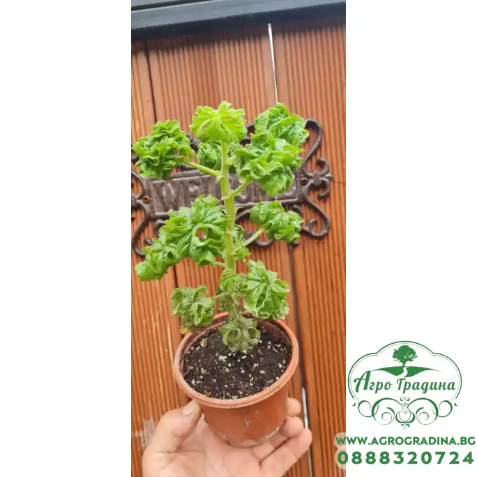 Разсад Индрише къдраво Разсад Индрише къдраво