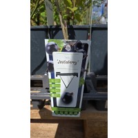 Разсад Йоща Jostaberry (Ribes × nidigrolaria) - хибрид между касис и цариградско грозде