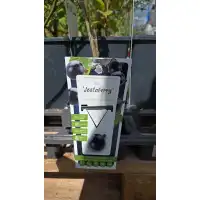 Разсад Йоща Jostaberry (Ribes × nidigrolaria) - хибрид между касис и цариградско грозде