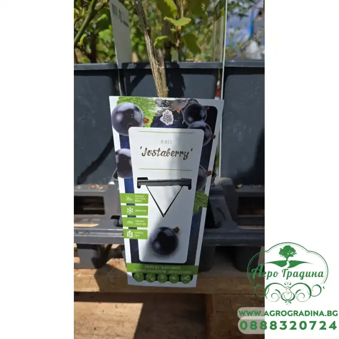 Разсад Йоща Jostaberry (Ribes × nidigrolaria) - хибрид между касис и цариградско грозде Разсад Йоща Jostaberry (Ribes × nidigrolaria) - хибрид между касис и цариградско грозде