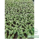 Разсад за краставици Гергана - 10 корена