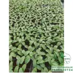 Разсад за краставици Гергана - 10 корена