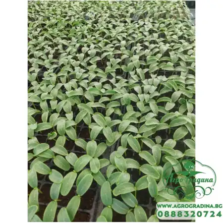 Разсад за краставици Гергана - 10 корена