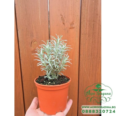 Разсад Къри Helichrysum italicum