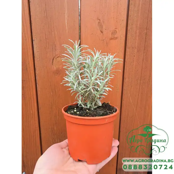 Разсад Къри Helichrysum italicum Разсад Къри Helichrysum italicum