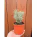 Разсад Къри Helichrysum italicum