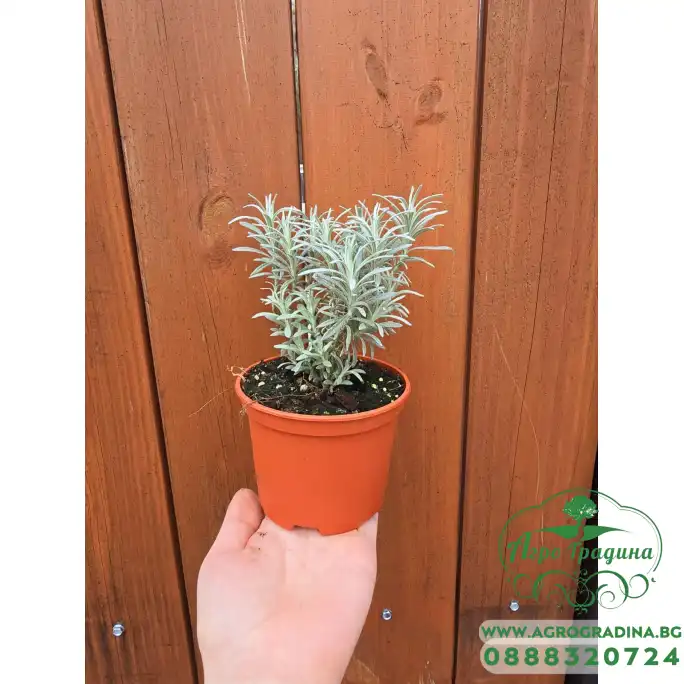 Разсад Къри Helichrysum italicum Разсад Къри Helichrysum italicum