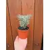Разсад Къри Helichrysum italicum