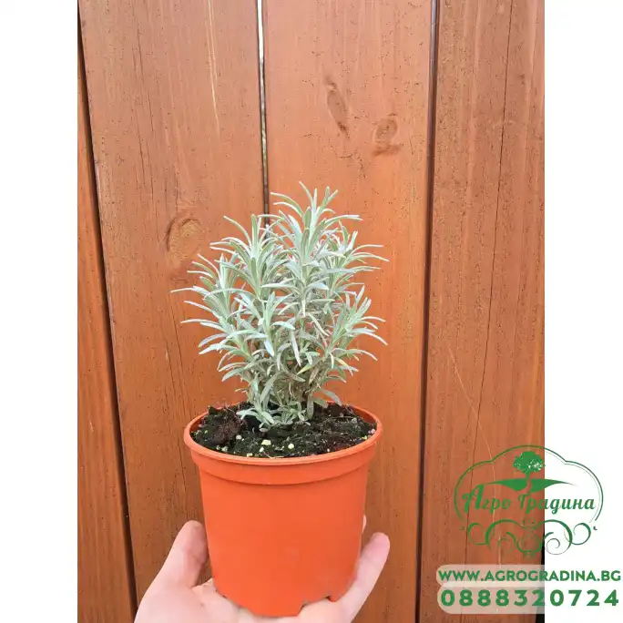 Разсад Къри Helichrysum italicum Разсад Къри Helichrysum italicum