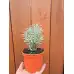 Разсад Къри Helichrysum italicum