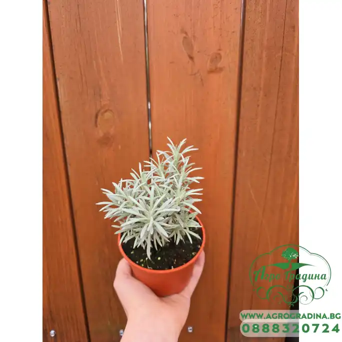 Разсад Къри Helichrysum italicum Разсад Къри Helichrysum italicum