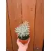 Разсад Къри Helichrysum italicum