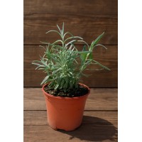 Разсад Лавандула (пред цъфтеж) / Lavandula angustifolia Hidcote Blue