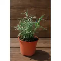 Разсад Лавандула (пред цъфтеж) / Lavandula angustifolia Hidcote Blue