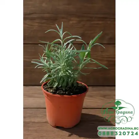 Разсад Лавандула (пред цъфтеж) Lavandula angustifolia Hidcote Blue