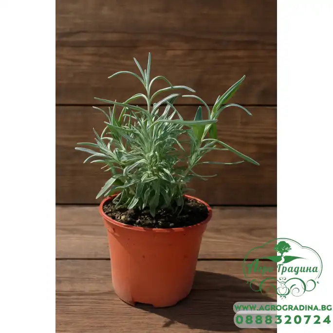 Разсад Лавандула (пред цъфтеж) Lavandula angustifolia Hidcote Blue Разсад Лавандула (пред цъфтеж) Lavandula angustifolia Hidcote Blue