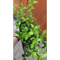 Разсад Лигуструм / Ligustrum vulgare - пакет - 10 броя