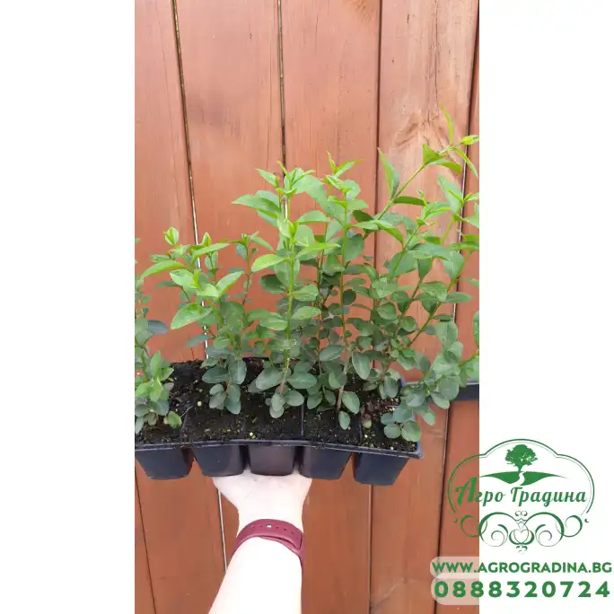 Разсад Лигуструм Ligustrum vulgare - пакет - 10 броя Разсад Лигуструм Ligustrum vulgare - пакет - 10 броя