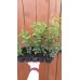 Разсад Лигуструм  Ligustrum vulgare - пакет - 10 броя